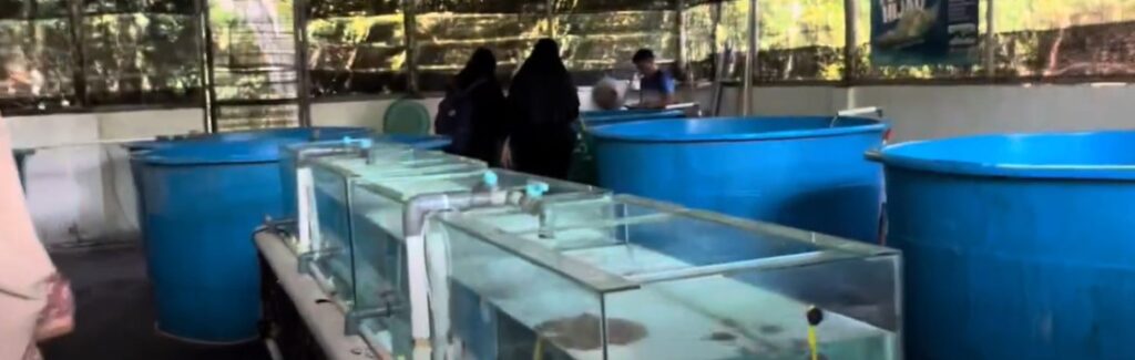 Pesona Penangkaran Penyu di Pulau Tidung: Menjaga Keberlanjutan Ekosistem Laut 1 Penangkaran Penyu di Pulau Tidung