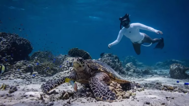 Tips Snorkeling Pulau Menjangan